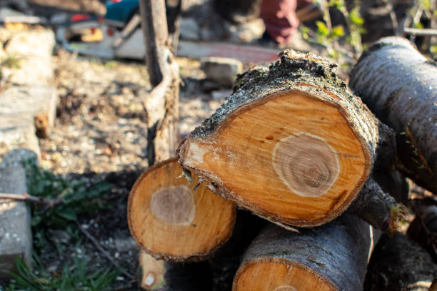 How Our Tree Care Process Works  in  Lumber City, GA