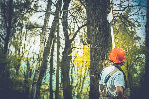 Tree and Shrub Care in Lumber City, GA